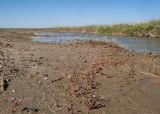 Озеро Солёное, image of landscape/habitat.