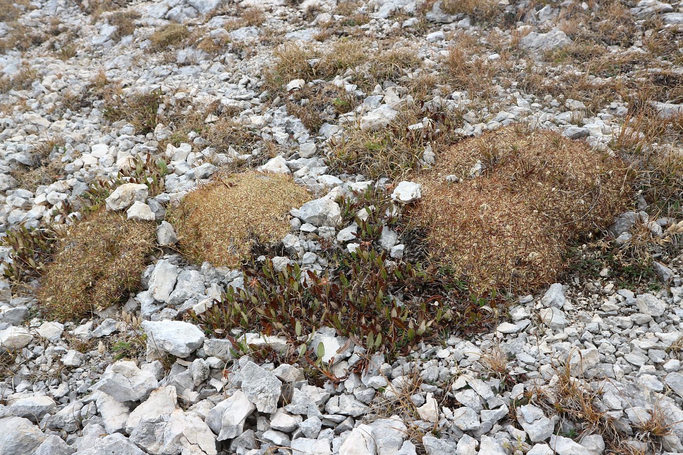 Оштен, image of landscape/habitat.