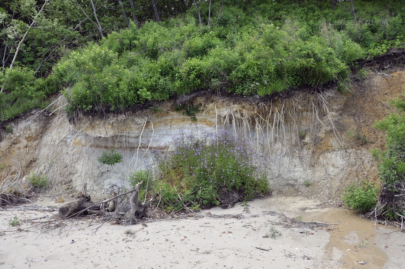 Западное побережье озера Ханка, image of landscape/habitat.