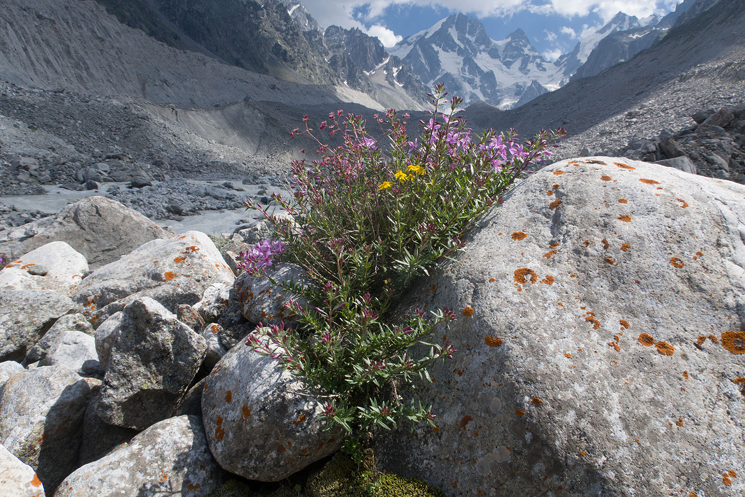 Ледник Псыгансу, image of landscape/habitat.