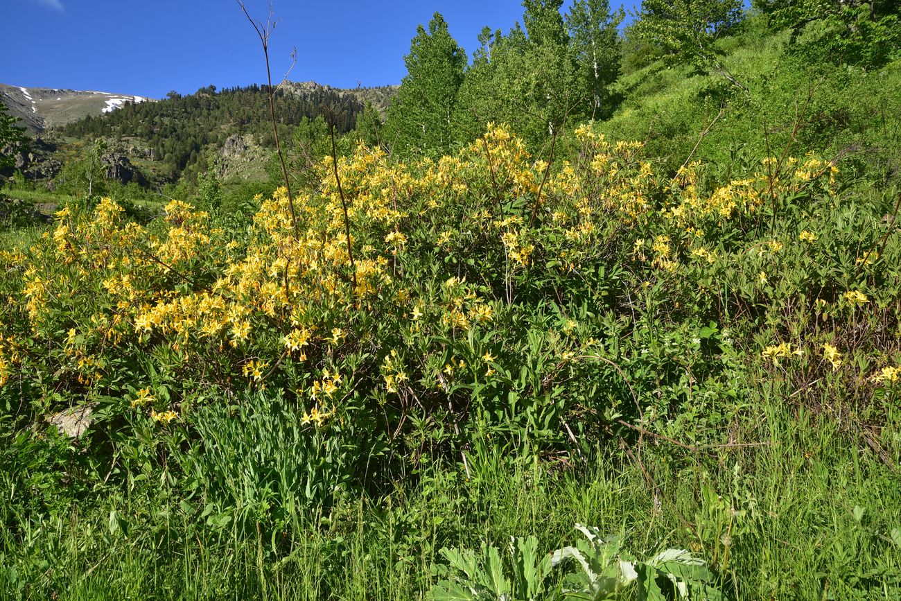Дамлаташ, image of landscape/habitat.