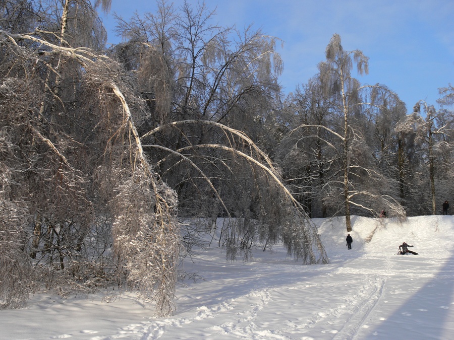 Москва Кузьминский лесопарк, изображение ландшафта.