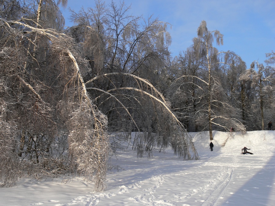 Москва Кузьминский лесопарк, image of landscape/habitat.