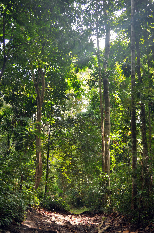 Остров Хейвлок, image of landscape/habitat.