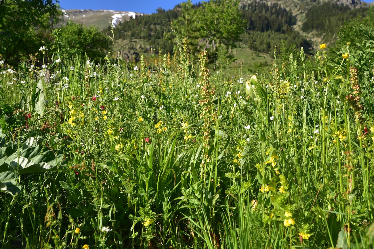 Дамлаташ, image of landscape/habitat.