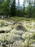 Мончегорск, image of landscape/habitat.