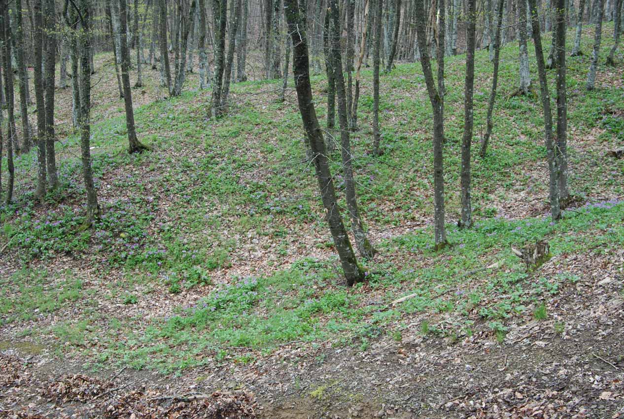 Ангарский перевал, image of landscape/habitat.