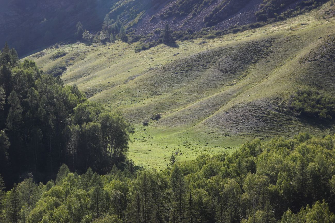 Окрестности реки Казнахта, image of landscape/habitat.