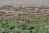 Эльтон, image of landscape/habitat.