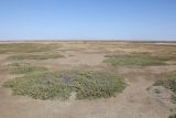 Айгульское озеро, image of landscape/habitat.