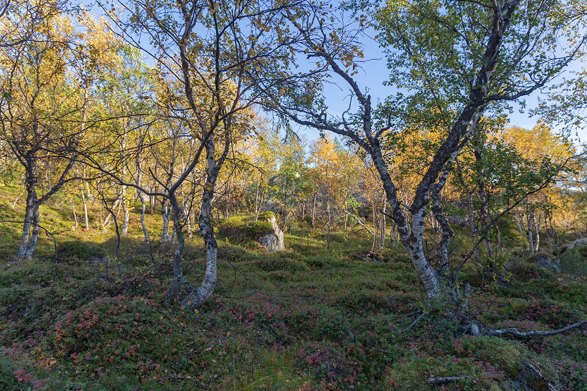 Река Ура, image of landscape/habitat.