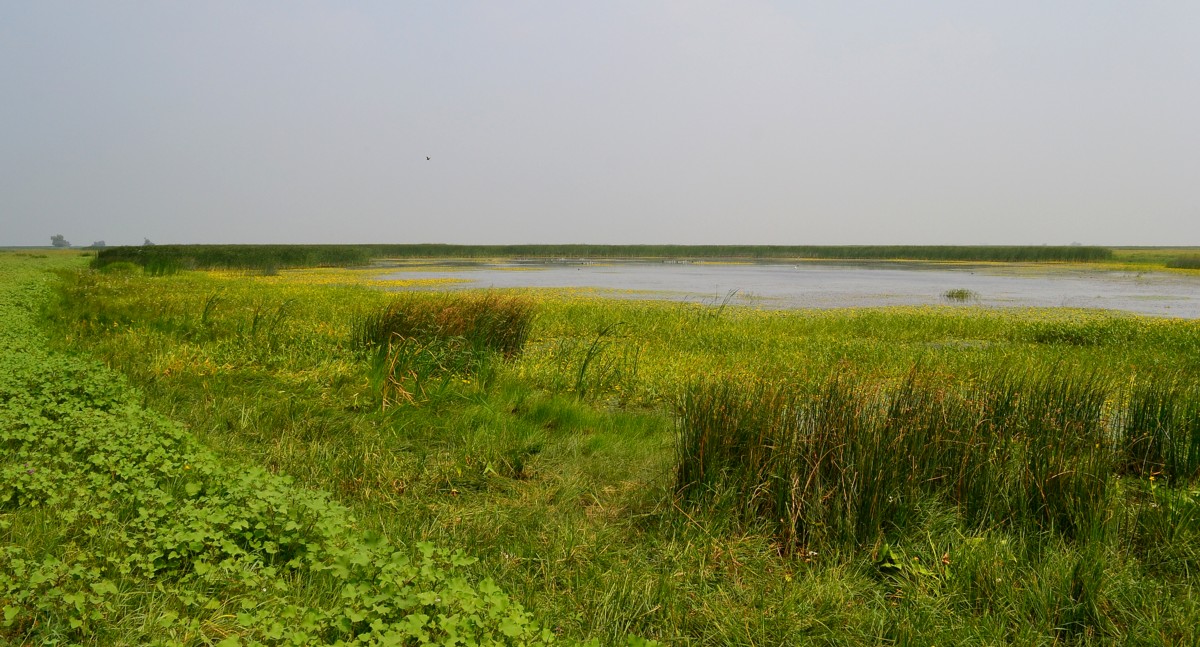 Вершина дельты Волги, изображение ландшафта.