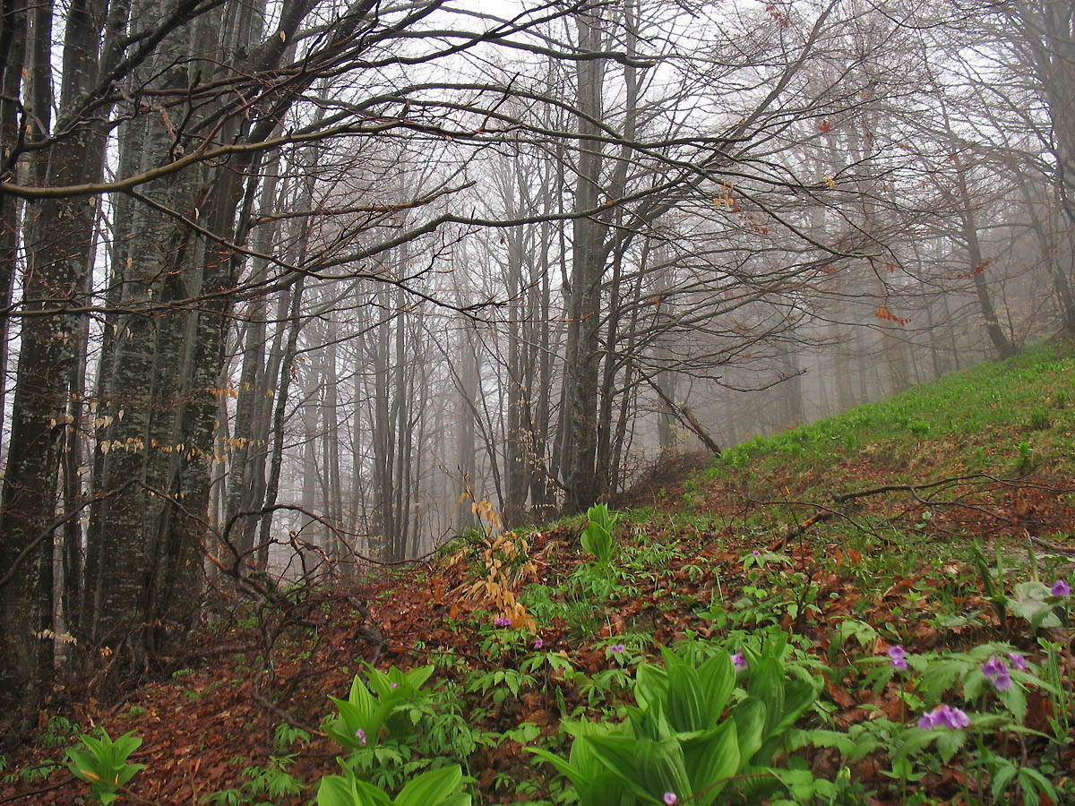 Окрестности села Квасы, image of landscape/habitat.