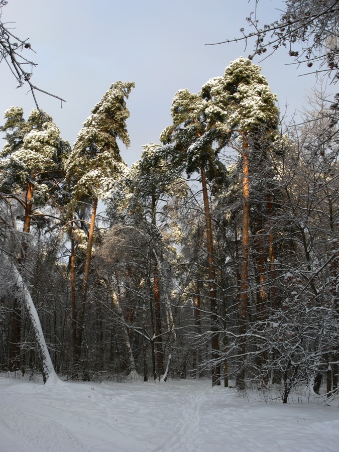 Москва Кузьминский лесопарк, image of landscape/habitat.