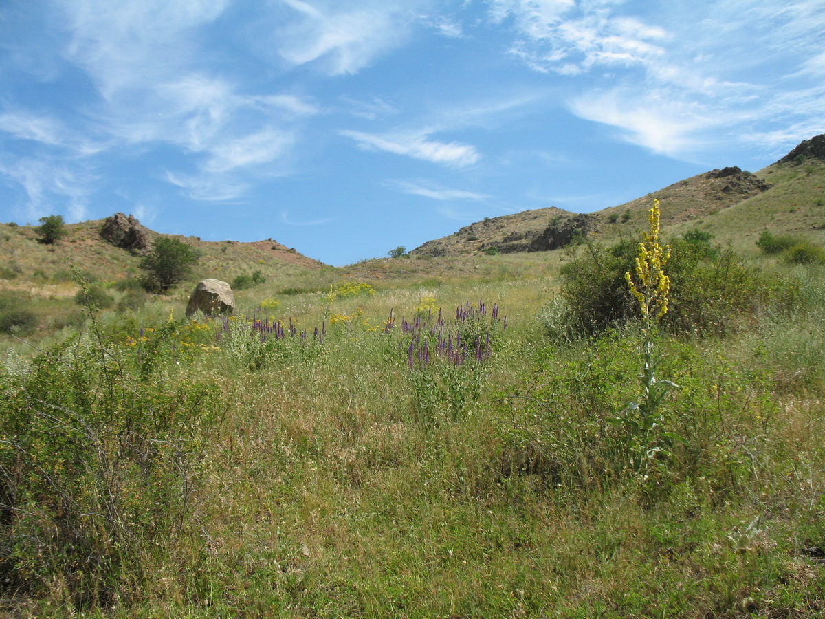 Шошкалы, image of landscape/habitat.