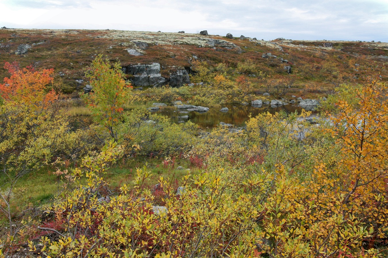 Тундра у Печенгской дороги, image of landscape/habitat.