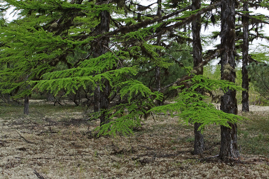 Вал, image of landscape/habitat.