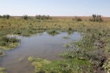 Айгульское озеро, image of landscape/habitat.