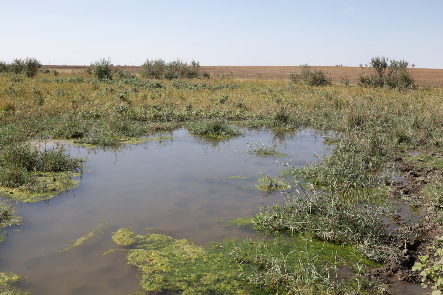Айгульское озеро, image of landscape/habitat.