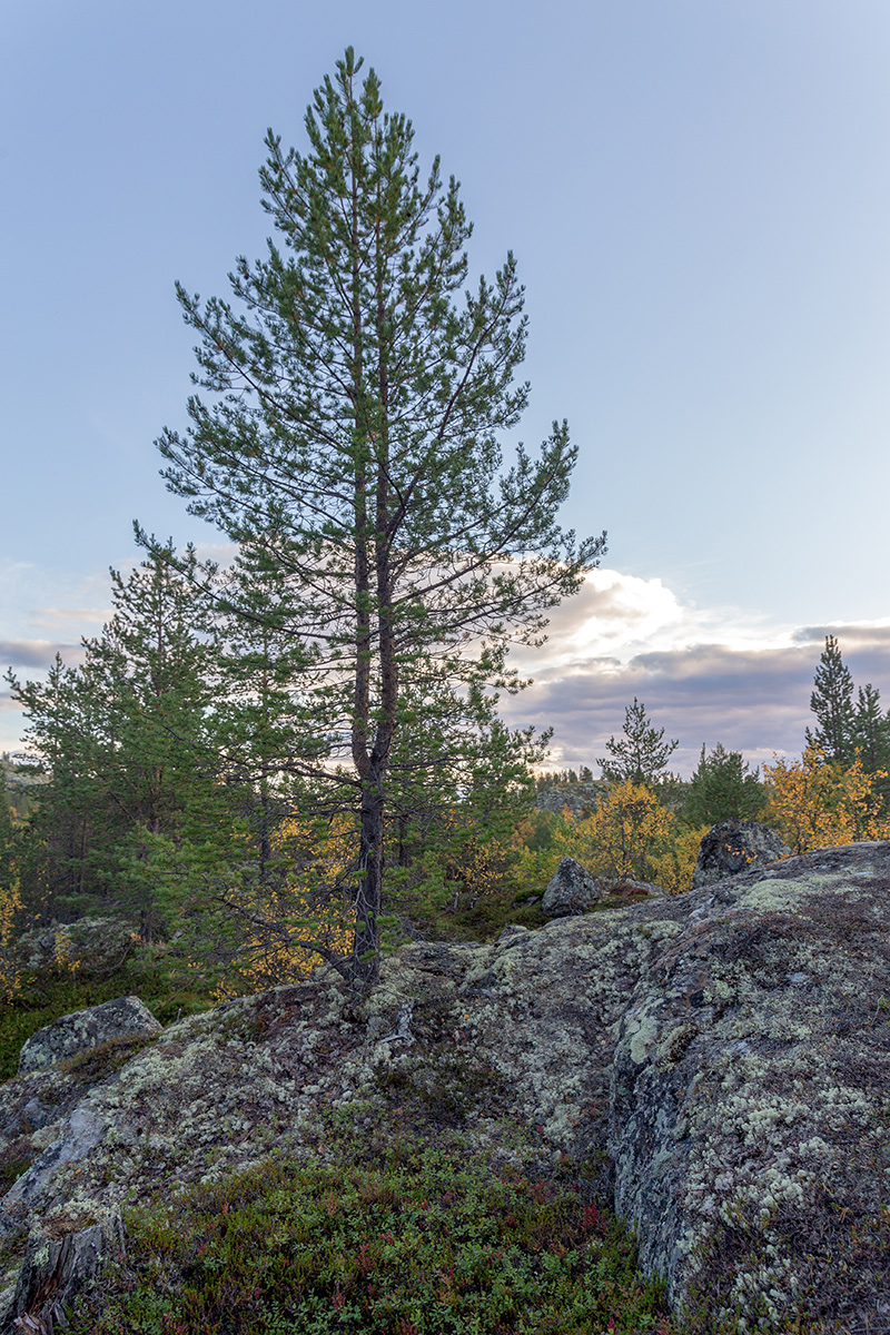 Река Ура, image of landscape/habitat.