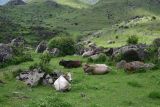 Водопад Чанчкери, image of landscape/habitat.