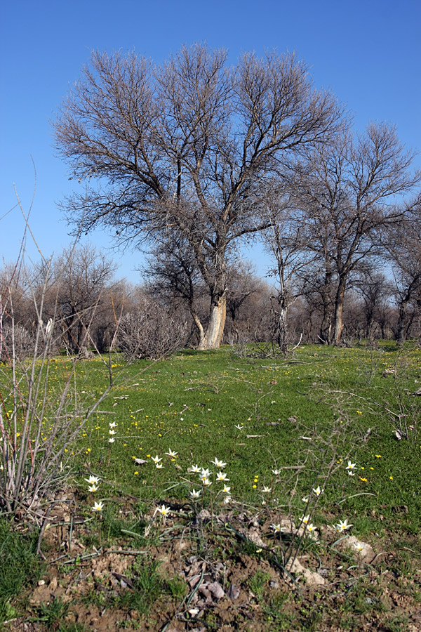 Окрестности Сюткента, image of landscape/habitat.