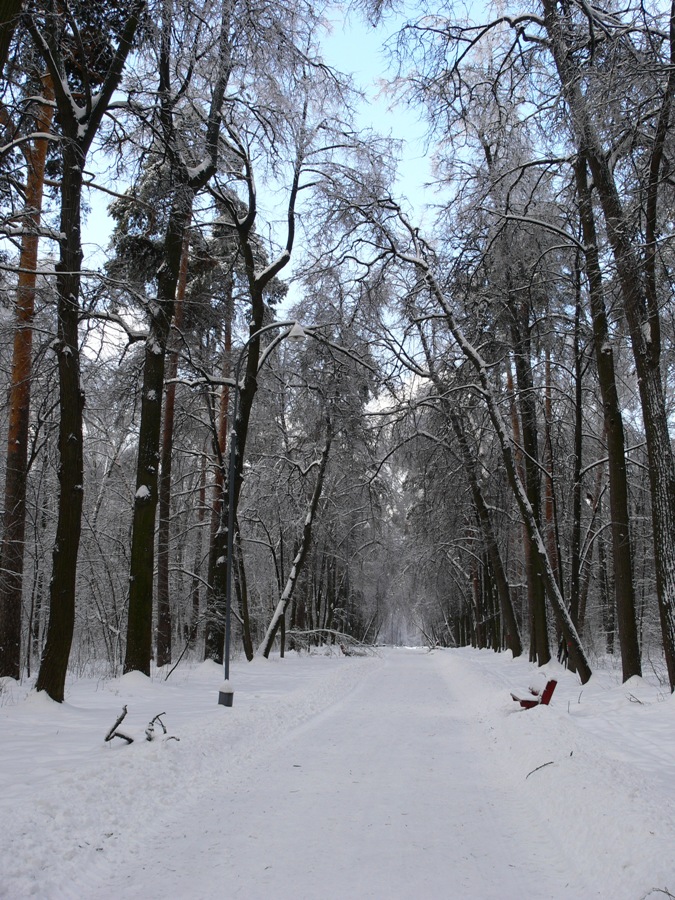 Москва Кузьминский лесопарк, image of landscape/habitat.