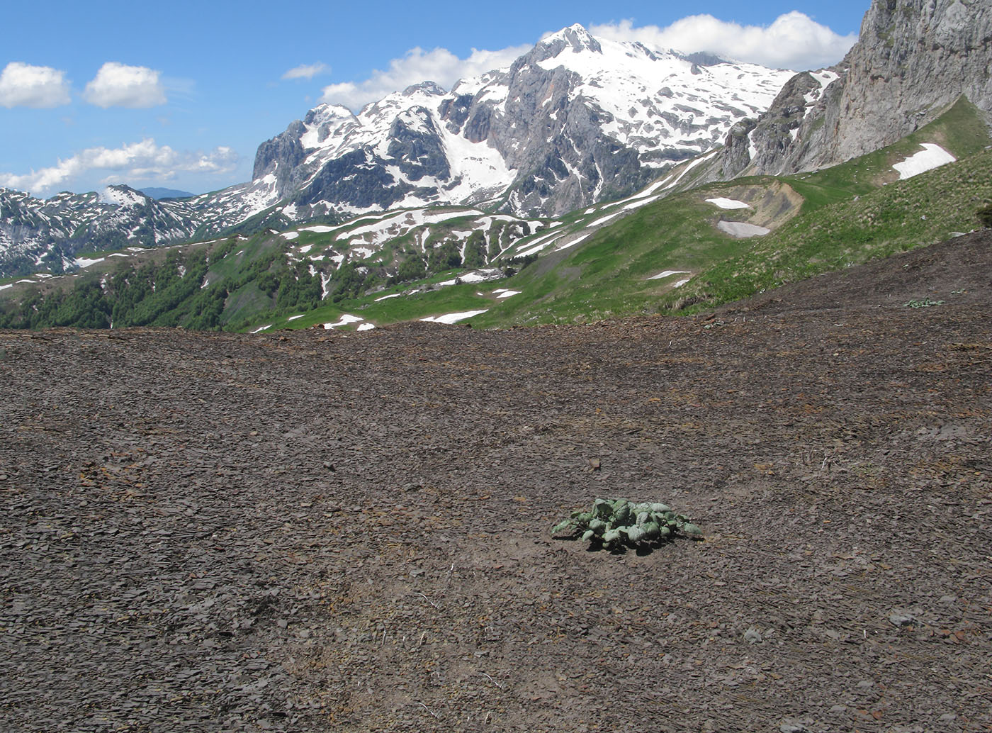 Южный склон горы Гузерипль, image of landscape/habitat.