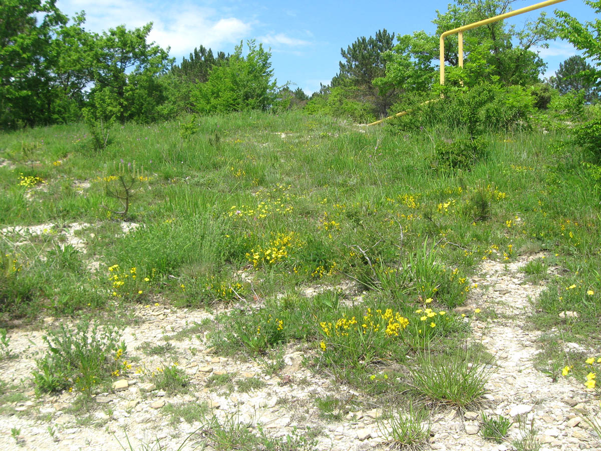 Джубга, image of landscape/habitat.