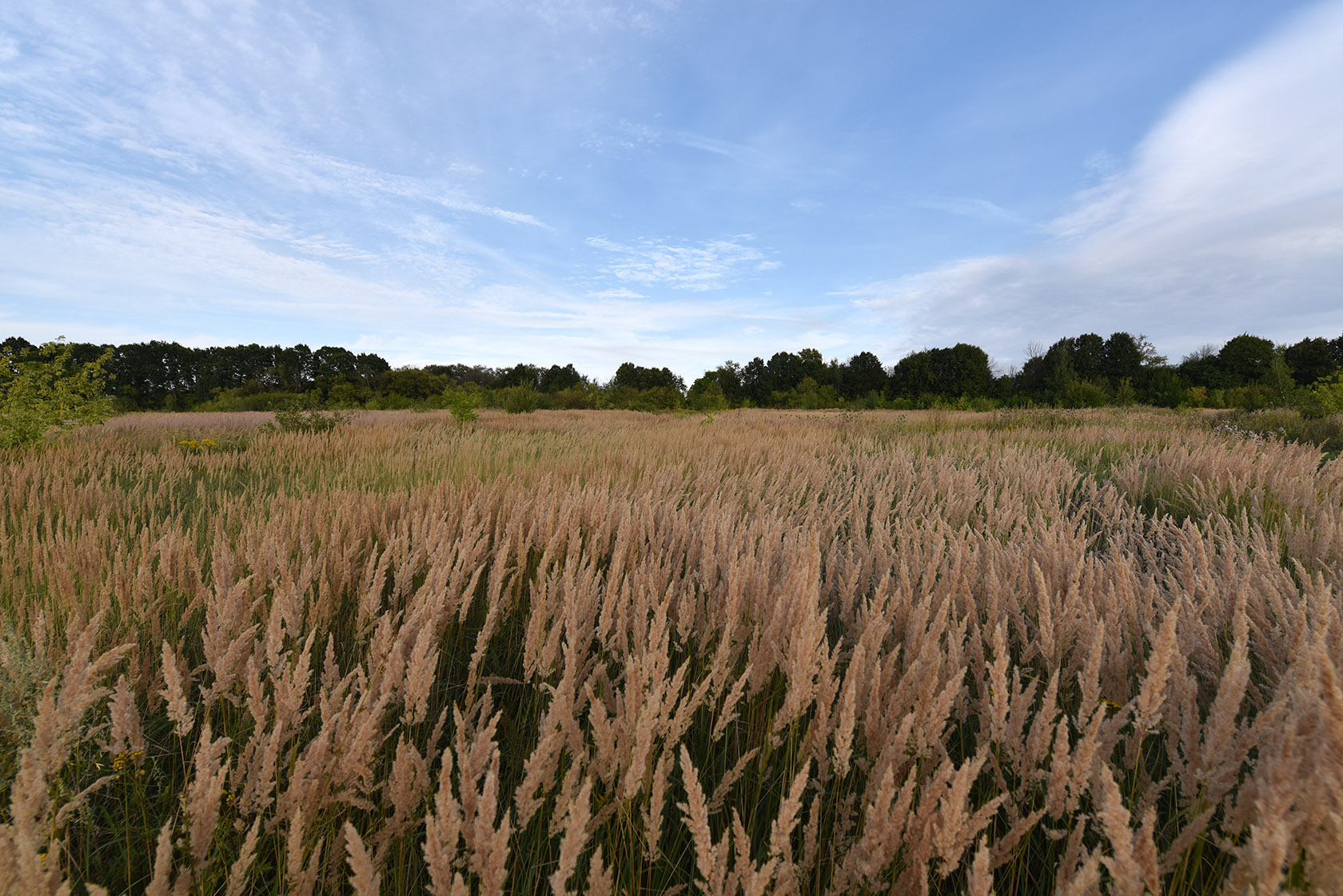 Дубовка, image of landscape/habitat.