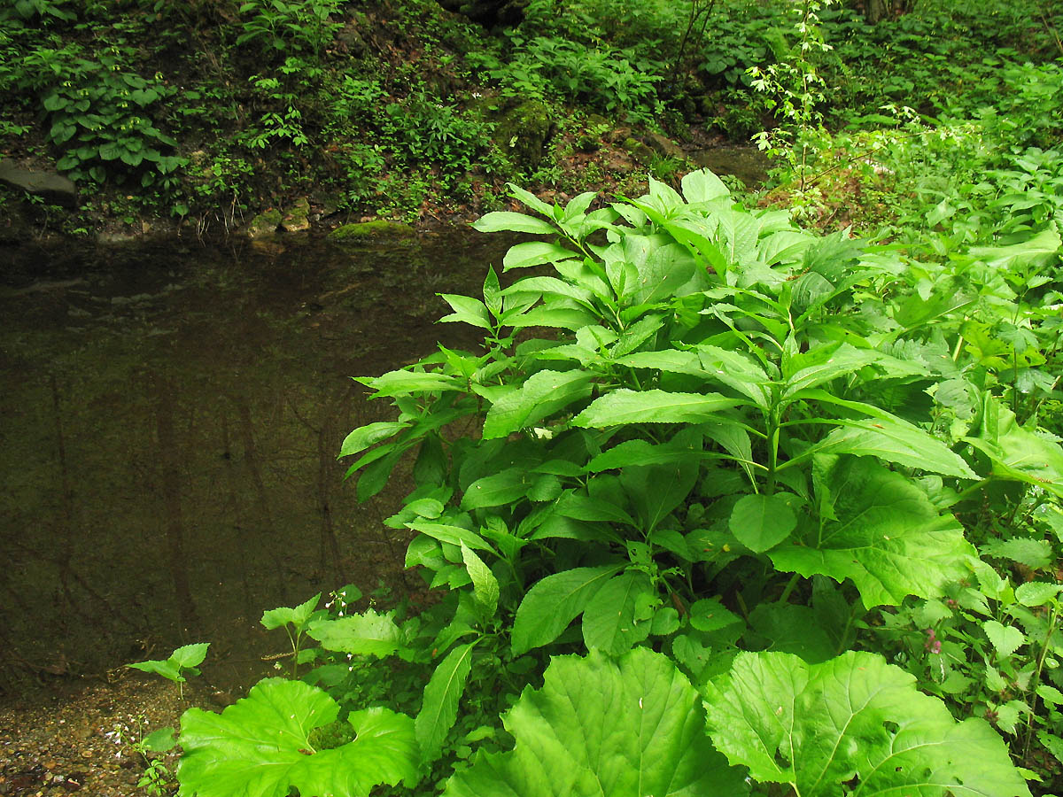 Девственный буковый лес, image of landscape/habitat.