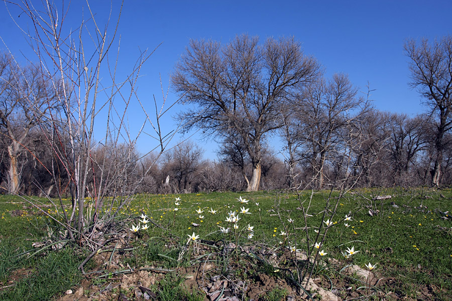 Окрестности Сюткента, image of landscape/habitat.