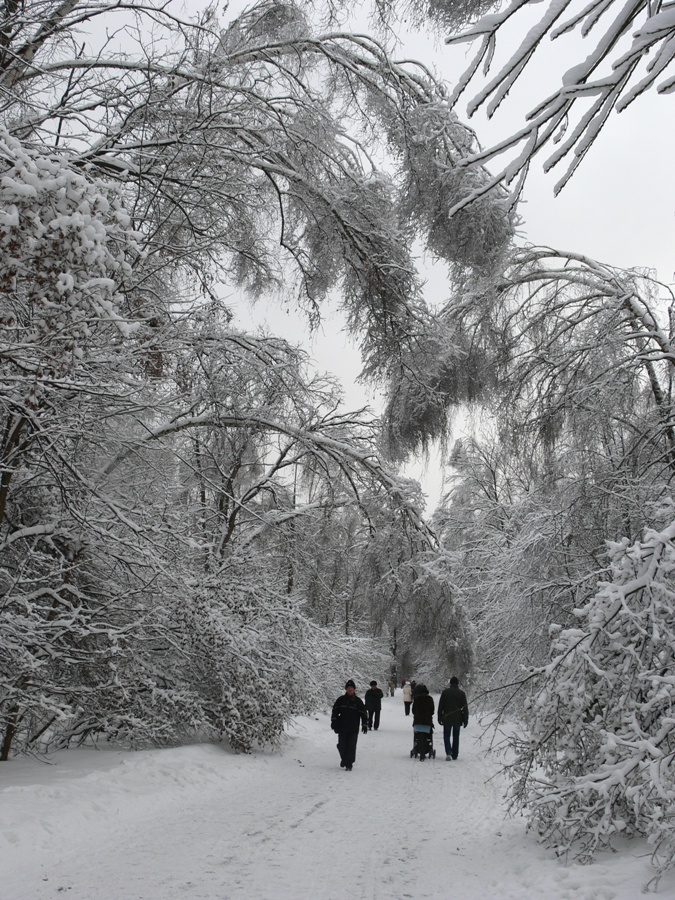 Москва Кузьминский лесопарк, image of landscape/habitat.