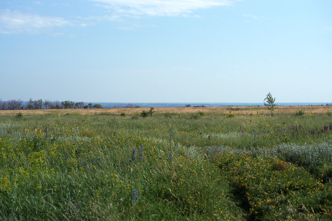 Шипов лес, image of landscape/habitat.