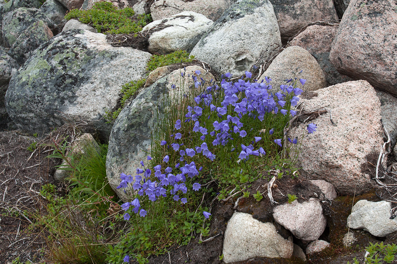 Экспериментальные озёра, image of landscape/habitat.