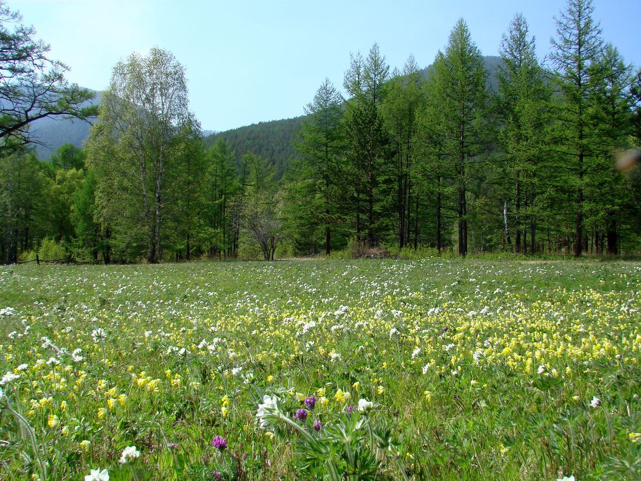 Ушканья падь, изображение ландшафта.