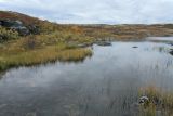 Тундра у Печенгской дороги, image of landscape/habitat.