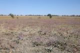 Айгульское озеро, image of landscape/habitat.