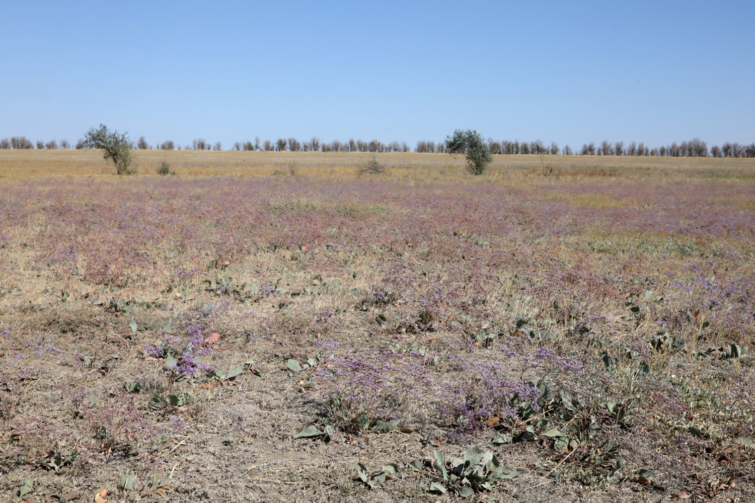 Айгульское озеро, image of landscape/habitat.