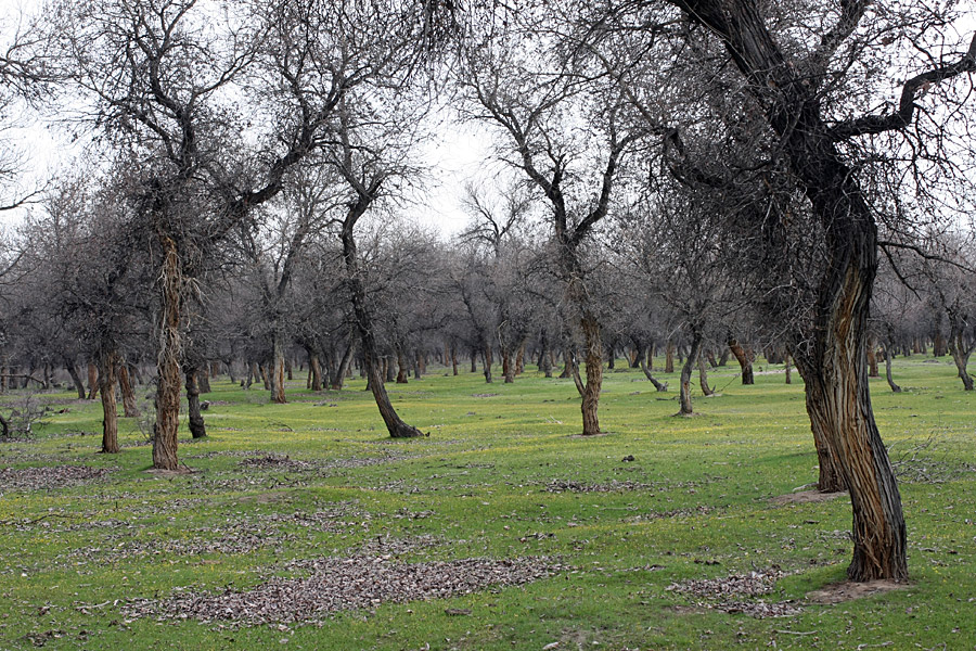 Окрестности Сюткента, image of landscape/habitat.