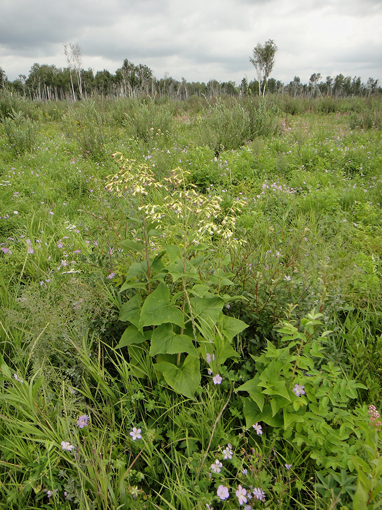 Позднякова, image of landscape/habitat.