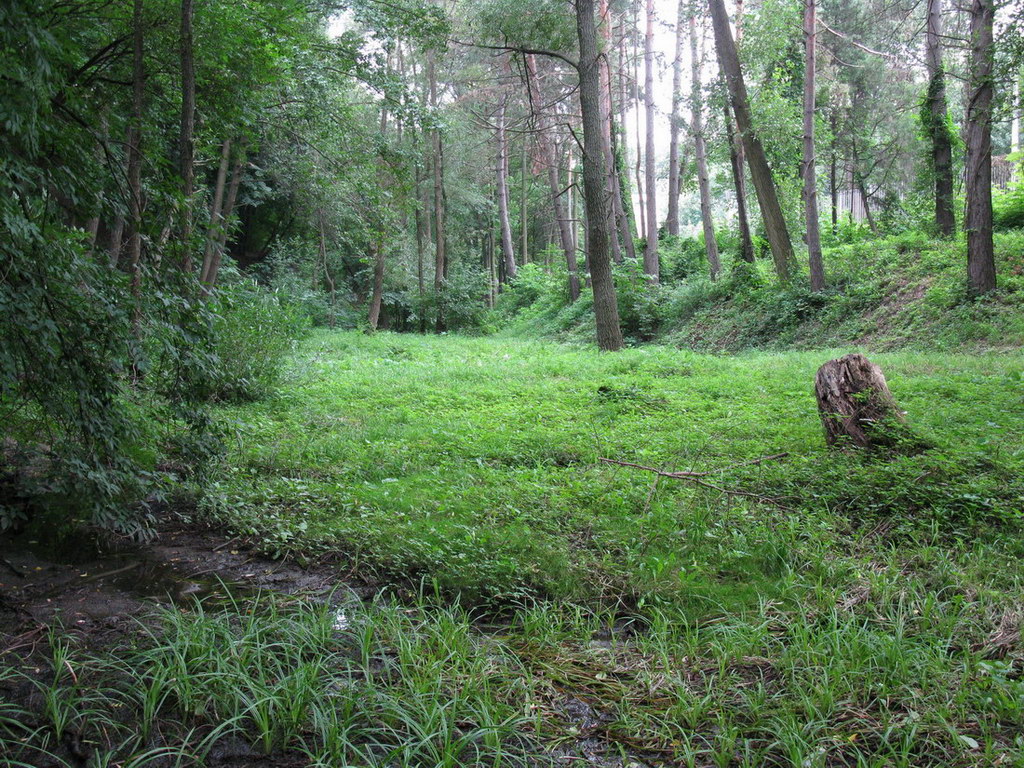 Ботсад им. Гришко, image of landscape/habitat.