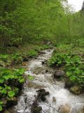 Девственный буковый лес, image of landscape/habitat.