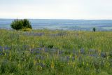 Шипов лес, image of landscape/habitat.