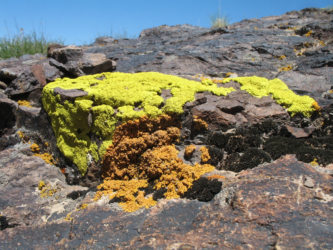 Аласа, image of landscape/habitat.