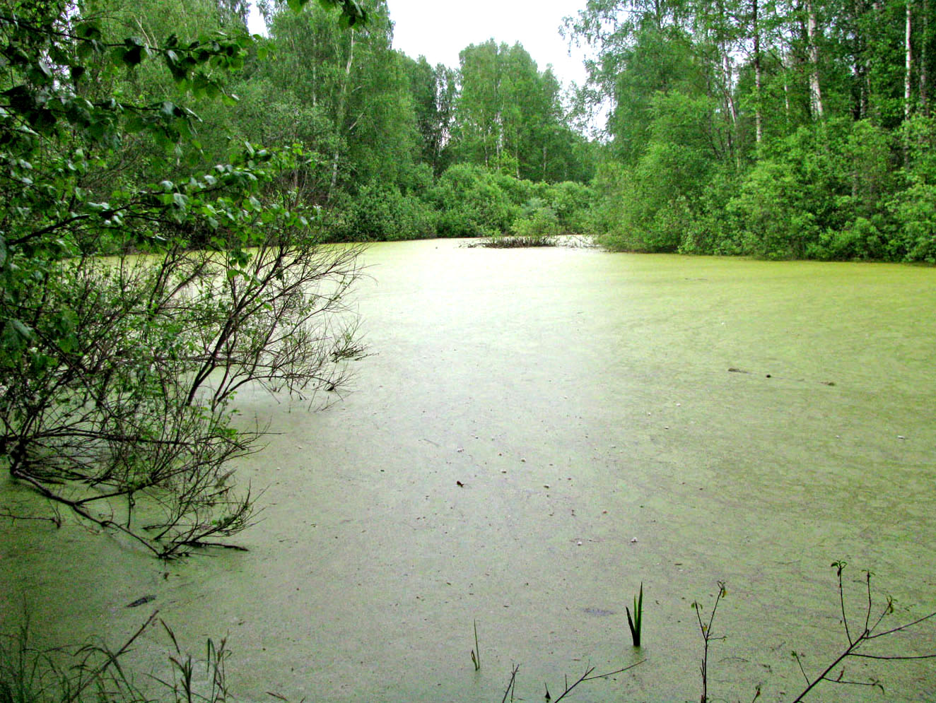 Река Реня, изображение ландшафта.