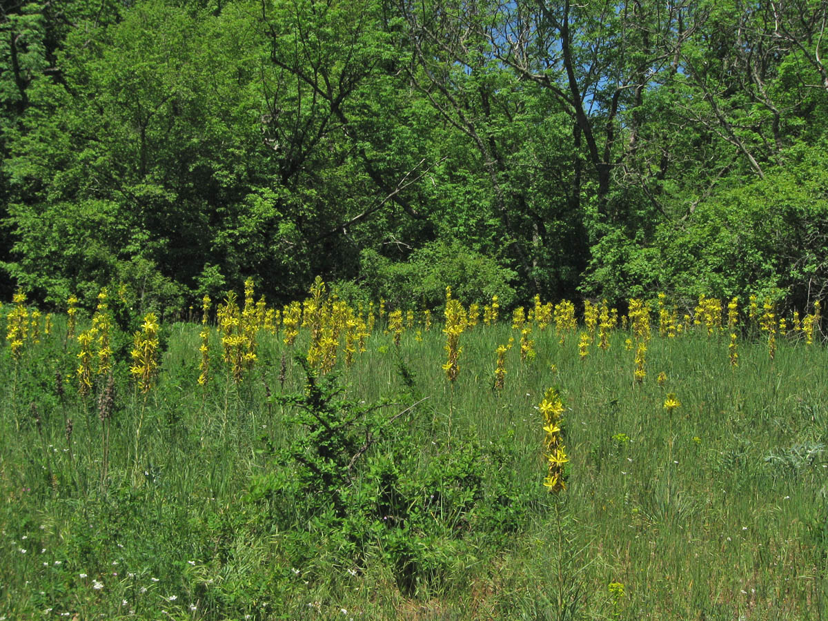 Чатал-Кая и окрестности, image of landscape/habitat.