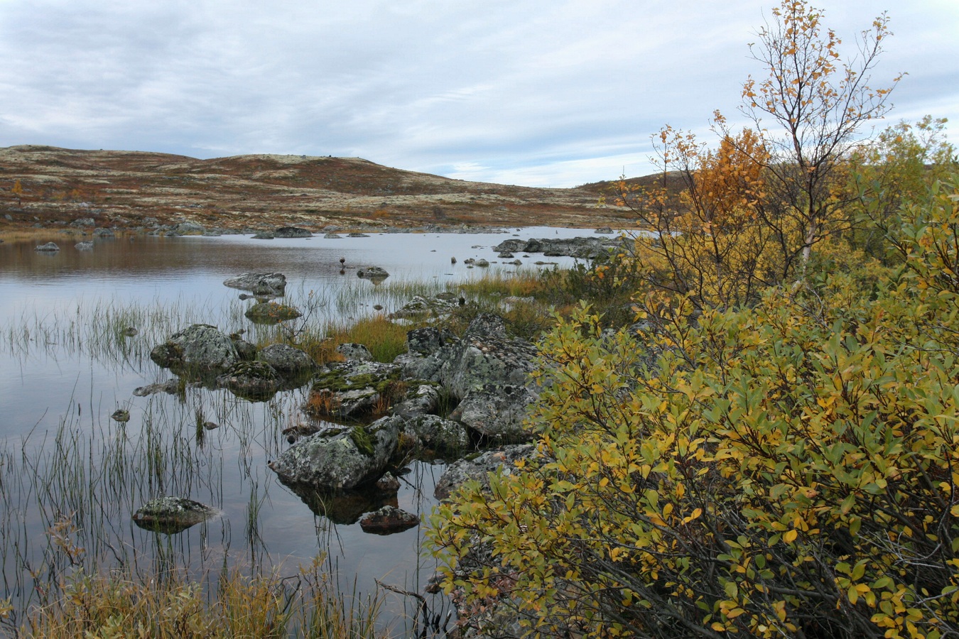 Тундра у Печенгской дороги, image of landscape/habitat.