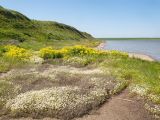 Озеро Солёное, image of landscape/habitat.