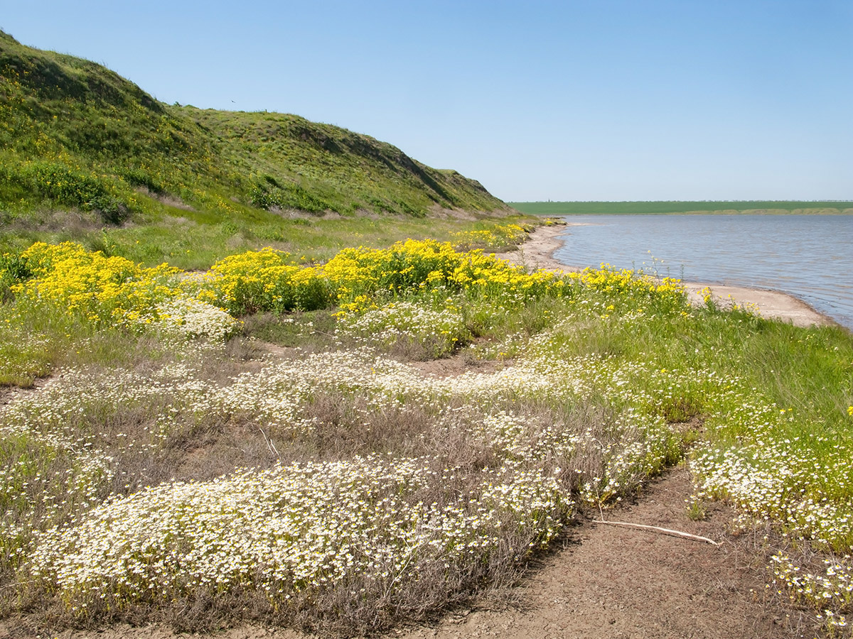 Озеро Солёное, image of landscape/habitat.